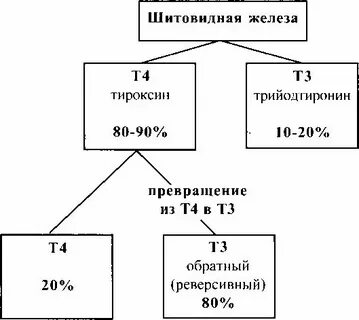 Т 3 общий это