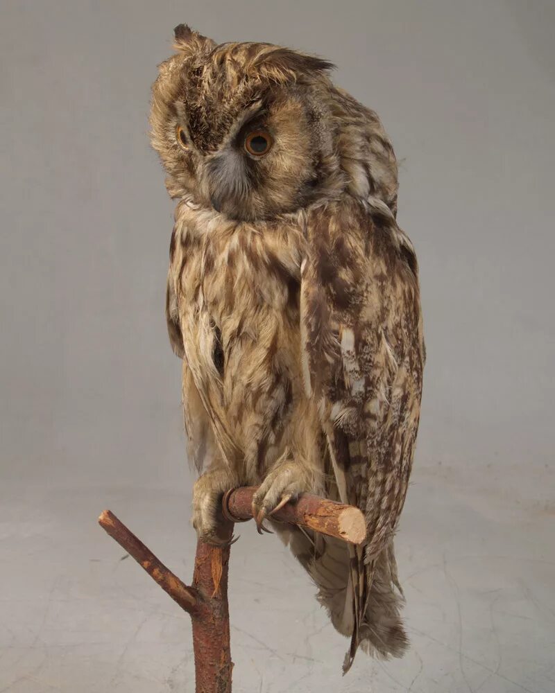 Филин чучело. Чучело сова неясыть. Ушастая сова чучело. Чучело. Чучело совы.