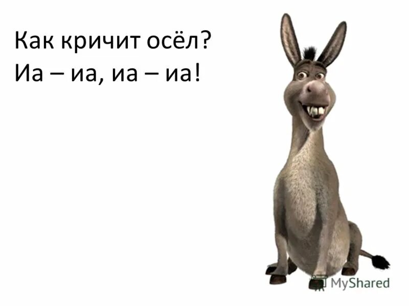 ослик с открытым ртом. ишак, ишак, ишак. кричащий ослик. осел смеется. осел смеется.
