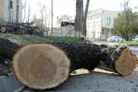 Штраф за срубленное дерево