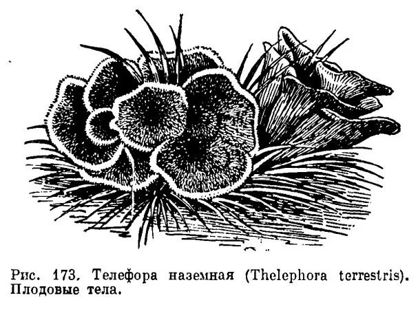 Thelephora рисунок. Телефора наземная рисунок. Thelephora terrestris – телефора землистая. Телефора цветкоголовая. Телом ботаника