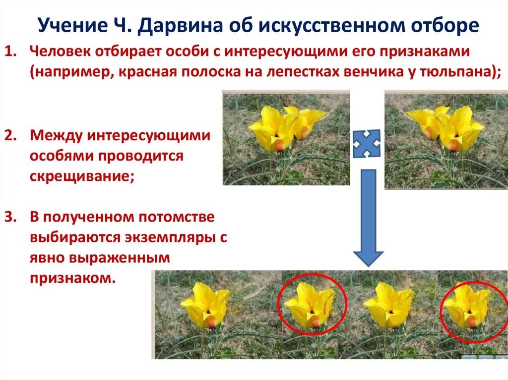 Дарвин об искусственном отборе