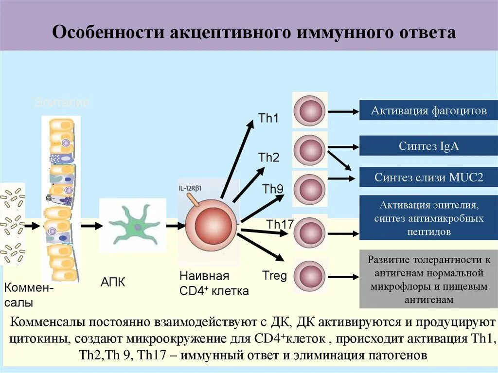 Местный иммунный ответ