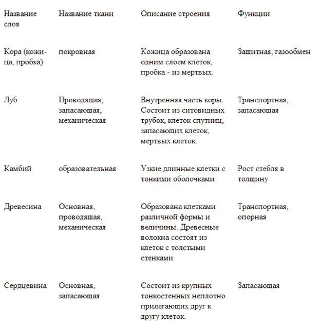 Слои стебля ткань функции таблица. Строение и функции тканей стебля таблица. строение стебля типы тканей и функции. строение стебля ткани и функции. таблица по биологии внутреннее строение стебля.