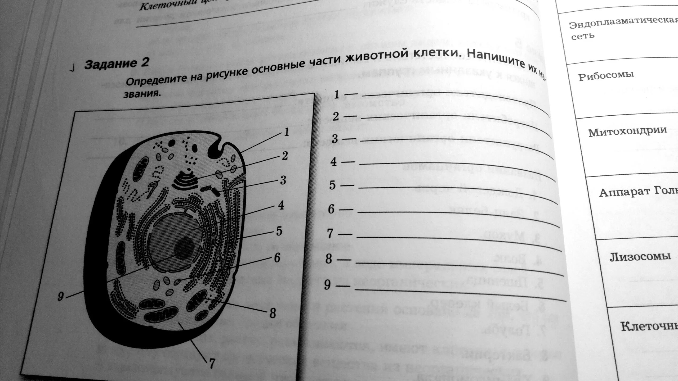 Главные части живой. Животная клетка. Подпишите части животной клетки. Строение животной клетки. Основные части клетки рисунок.