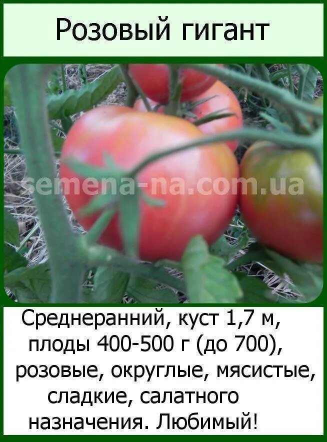 Томат сорт розовый гигант отзывы. Томат ф1 розовый гигант. томат розовый гигант русский огород. семена томат розовый гигант. томат розовый гигант урожайность.