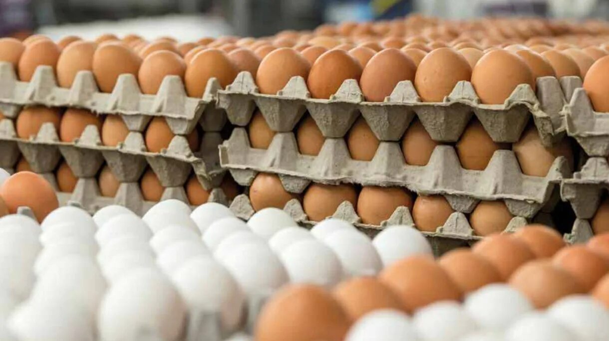 Продуктивность яиц. Производство яиц. производство яиц на птицефабрике. линия производства яиц. сборка яиц на птицефабрике.