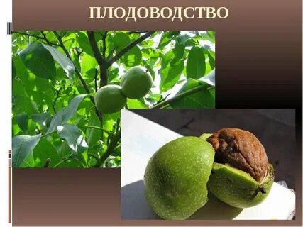 Плодоводство что выращивают