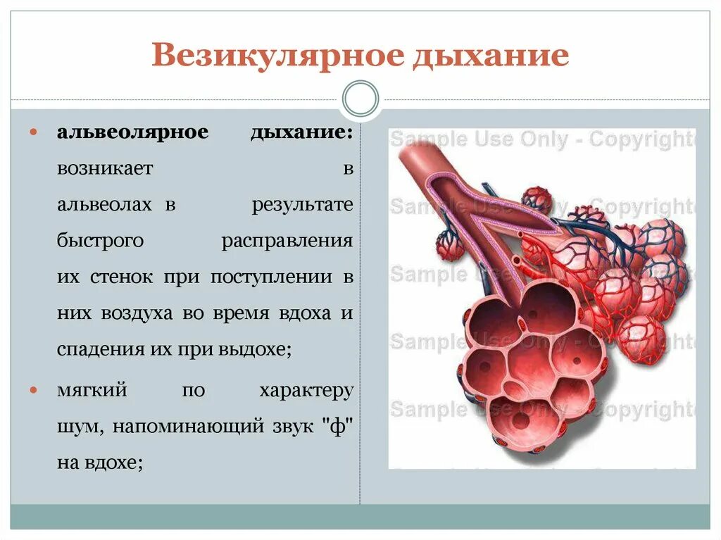 Везикулярное (альвеолярное) дыхание. Легочное дыхание везикулярное. Механизм возникновения ослабленного везикулярного дыхания. Ослабленное везикулярное дыхание у детей. Дыхание ясное везикулярное