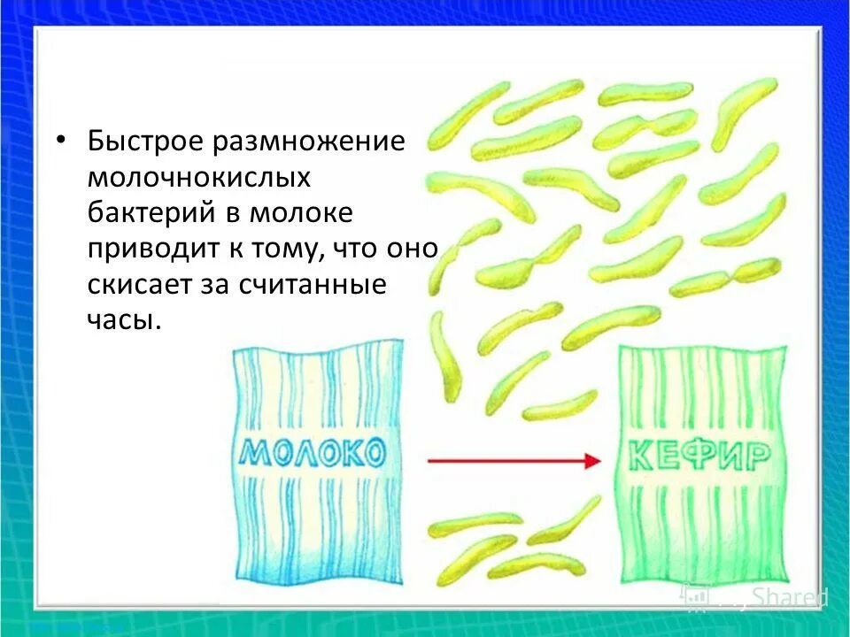 Размножение бактерий в молоке. Размножение молочнокислых бактерий. молочнокислые бактерии в молоке. размножение кисломолочных бактерий.