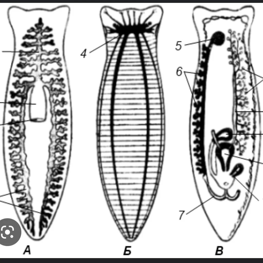 Система ресничных червей. Ресничные черви строение. Строение молочной планарии. Строение плоских червей молочной планарии. Ресничные черви белая планария строение.