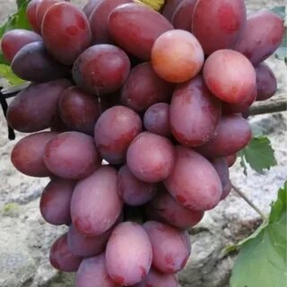 Виноград фаэтон
