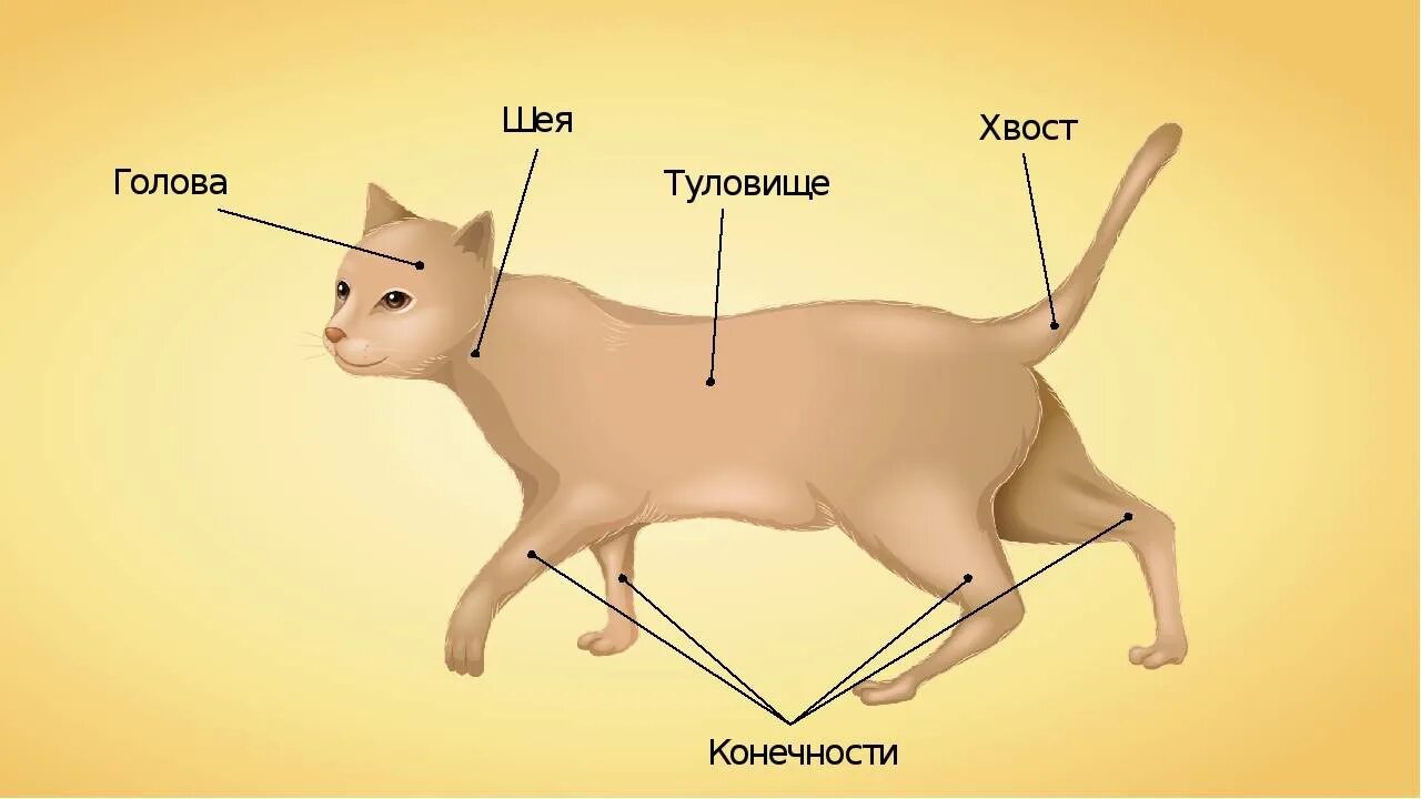 Кошка 1 часть. Внешнее строение млекопитающих кошка. Части тела кошки. Строение тела кошки. Строение туловища кошки.