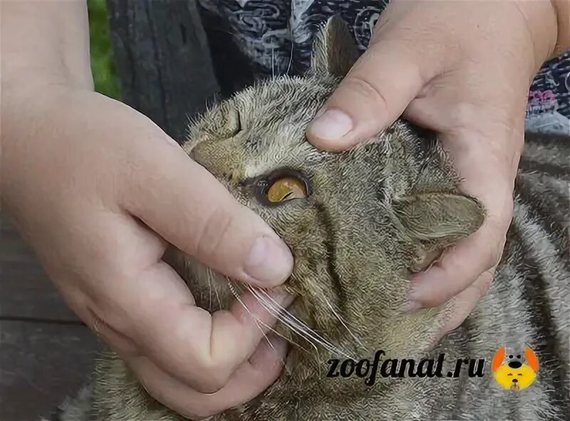 Котенок промытый. Средство для протирания глаз кошкам. Как протирать глаза котенку. Фурацилин промывать глаза. Промыть глаза котам фурацилин.