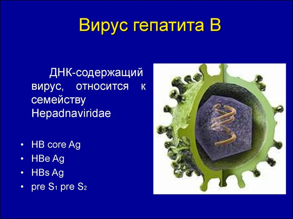 Вирус гепатита ДНК или РНК. ДНК содержащие вирусы гепатита. ДНК И РНК содержащие вирусы. ДНК вируса гепатита в.