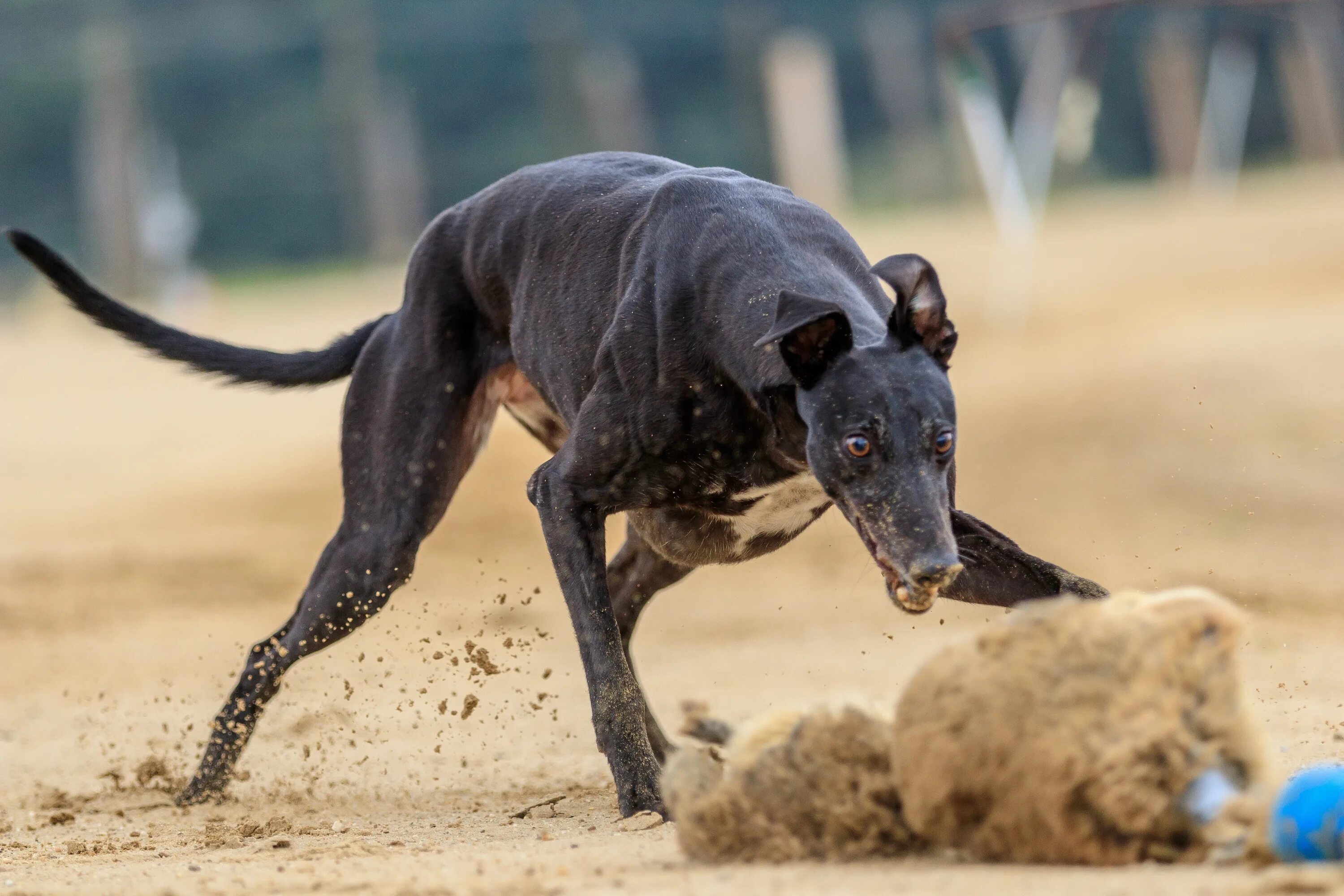 Animal race. Английская борзая Грейхаунд. Австралийская кенгуровая борзая. Грейхаунд щенок. Грейхаунд черный.