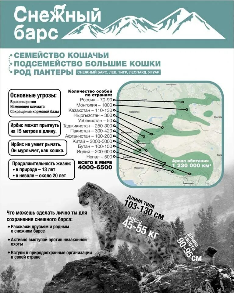 Поддержка сохранения численности снежного барса. Снежный Барс ареал обитания в России. Ирбис ареал обитания на карте. Ареал обитания ирбиса в России. Ореол оибтания снежного Барса.