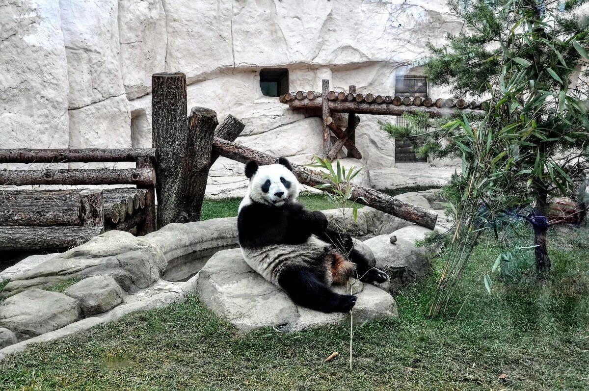 Панды в зоопарке имена. Панда из московского зоопарка. Большие китайские панды. Панды в российских зоопарках. Панды в зоопарке имена.