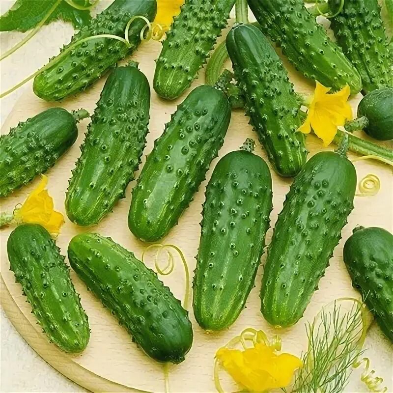 Огурец бочковой засолочный. Огурец сорт засолочный. Огурец бочковой засолочный гавриш. Бостонские засолочные огурцы. Огурец сорт засолочный.