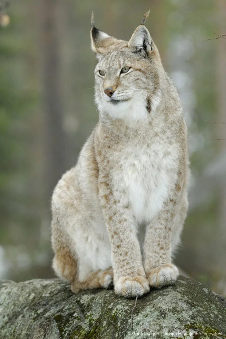 Рысь Линкс. Восточно Сибирская Рысь. Рысь - Lynx Lynx (Linnaeus, 1758). Якутская Рысь. Рысь в тундре