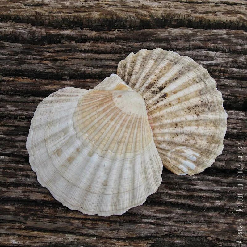 раковина морского гребешка. гребешок морской биология строение. морской гребешок класс моллюсков. раковины моллюсков с названиями. двустворчатые моллюски морской гребешок.