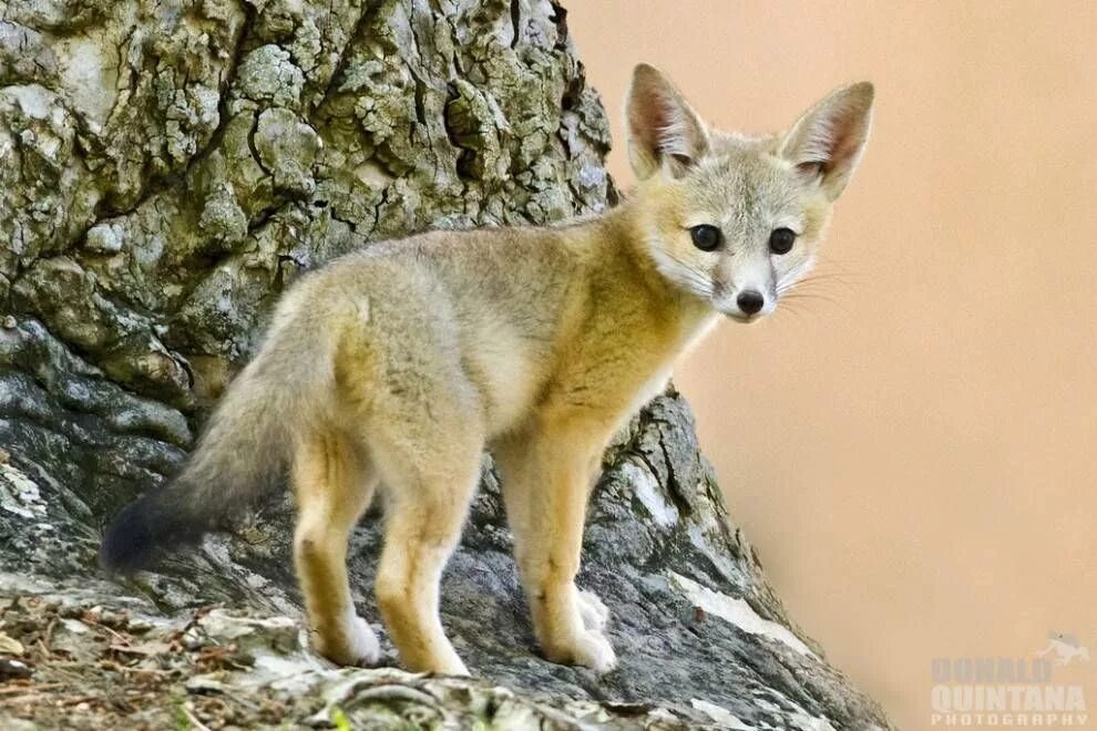 Kit fox. Американский Корсак Vulpes Velox. Лиса Корсак. Фенек лиса Корсак.