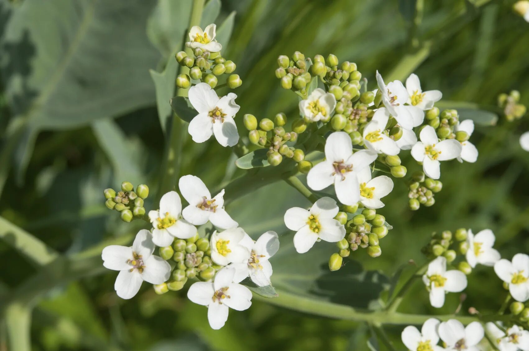 Катран полезные свойства. Катран сердцелистный. Катран (crambe cordifolia). Катран морской растение. Катран (crambe cordifolia).