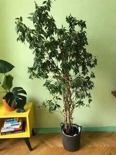 Авито фикус бенджамина