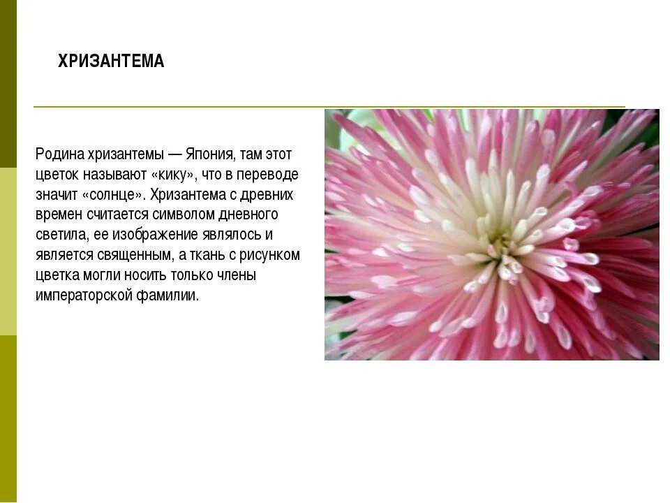 Хризантемы значение цвета