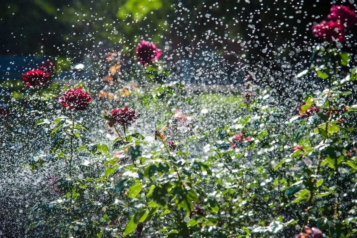 летом будут дожди. летом будут дожди. лето дождь. лето дождь. летом будут дожди.