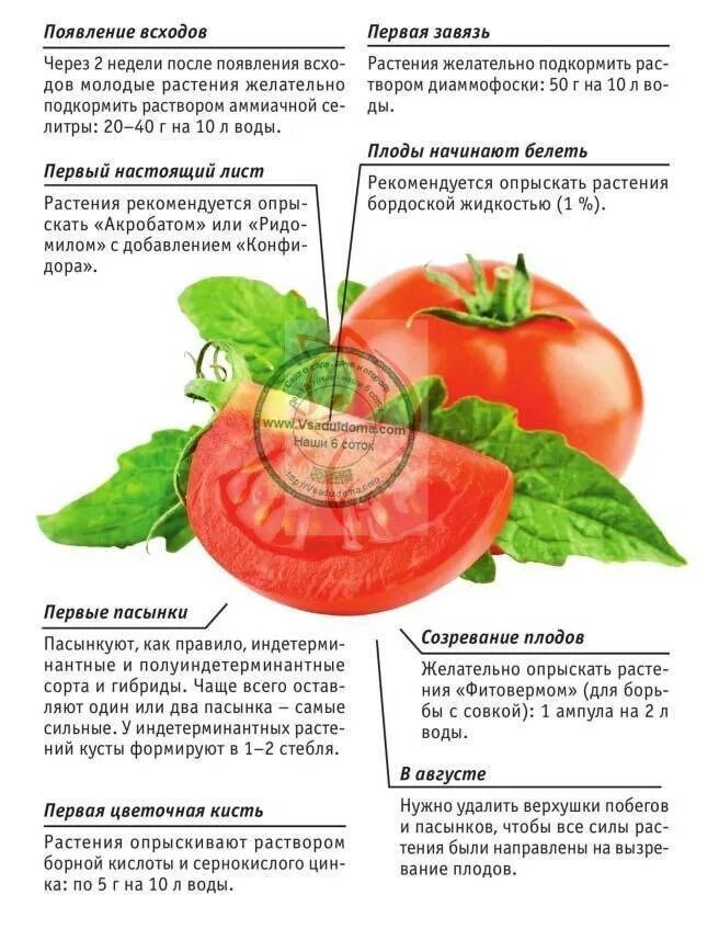 График подкормок томатов таблица. Схема подкормки рассады томатов. Таблица удобрения для помидоров в открытом грунте. Схема удобрения томатов. График подкормки томатов
