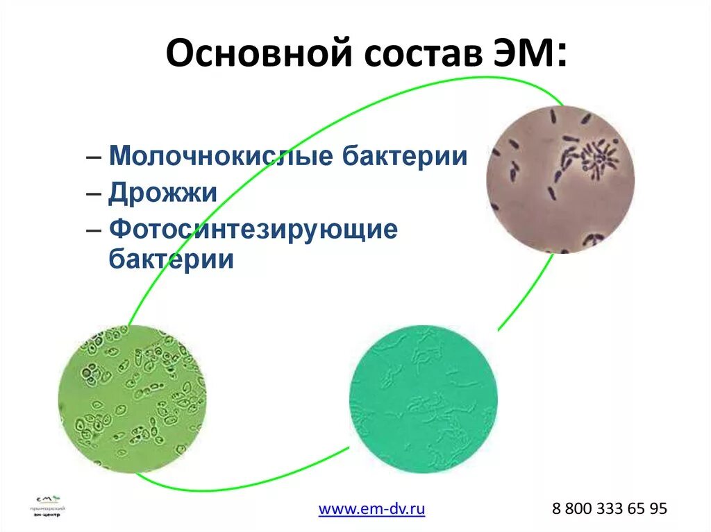Микроорганизмы используемые в биотехнологии. Эффективные микроорганизмы. Эм бактерии. Молочнокислые бактерии и дрожжи. Бактерии для плодородной почвы.