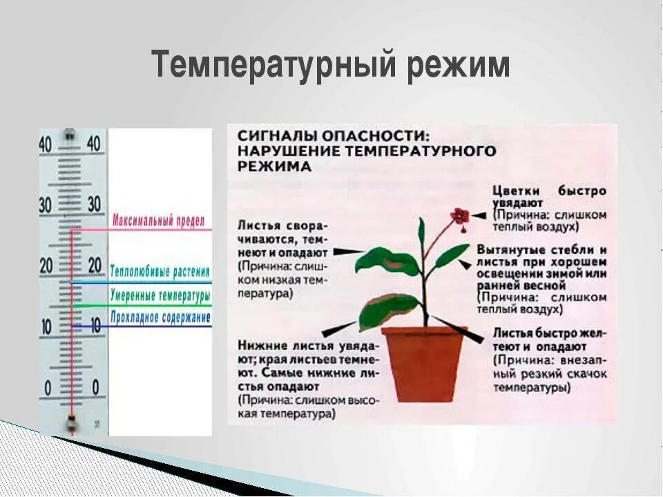Хранить цветы температура. Температурный режим растений. температура для растений. влияние температуры на растения. температура для комнатных растений.