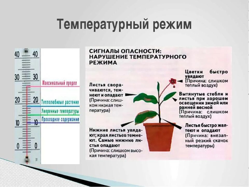 Температурный режим растений. Температурный режим для комнатных растений. Влияние температуры на растения. Влияние влажности на растения. Оптимальная температура для рассады помидор