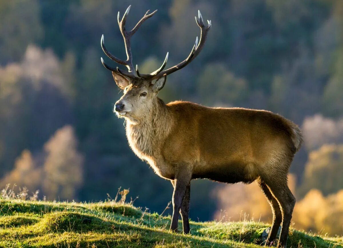 Scotland animal. Парк Кэрнгормс Шотландия животные. Благородный олень Великобритании. Крымский благородный олень. Шотландский олень.