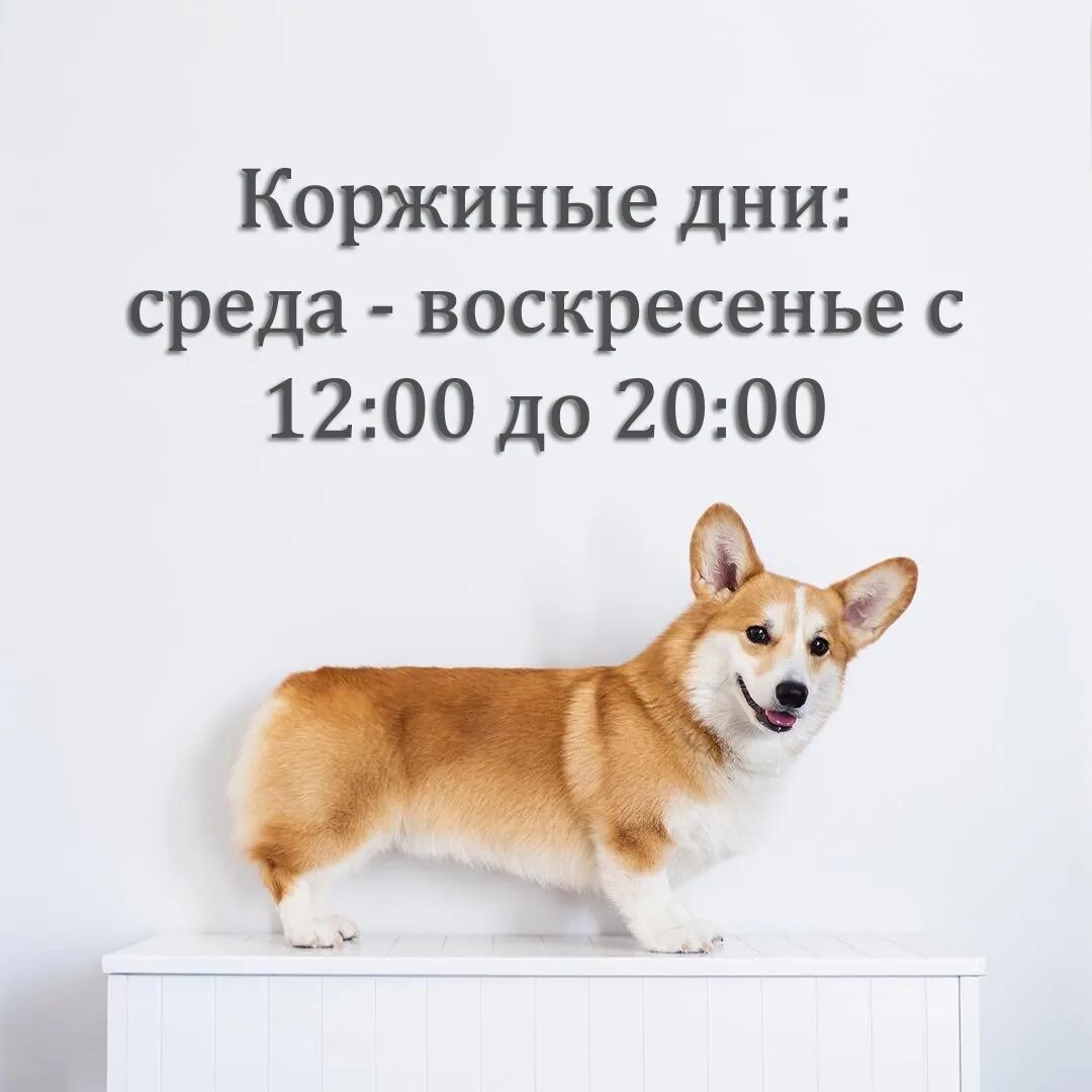 Корги в петербурге. Корги на выставке. выставка собак корги. стойка корги на выставке правильная. выставка корги спб.