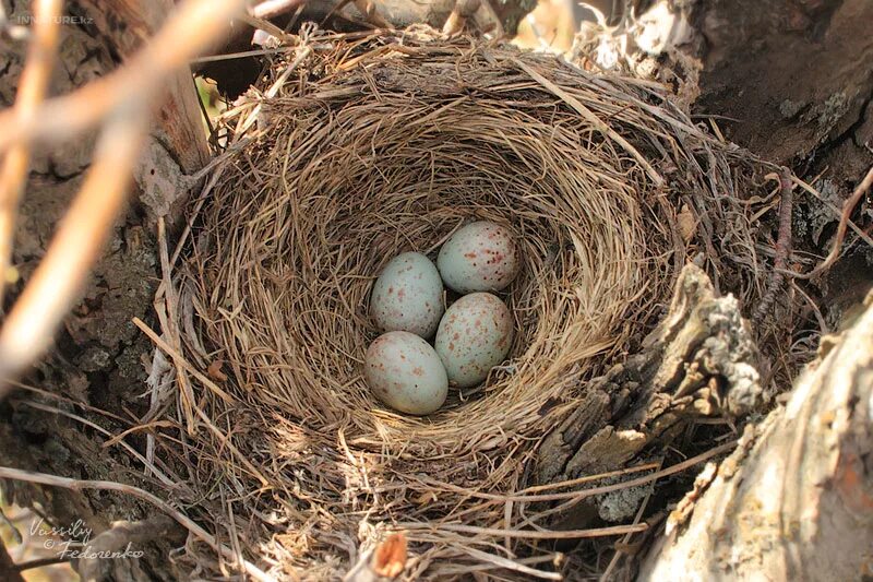гнездо орла беркута. где гнезда у степных птиц. где гнезда у степных птиц.