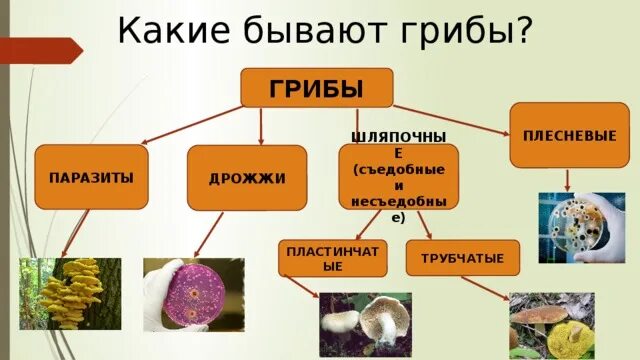 Грибы делятся на группы. Грибы Шляпочные, плесневые, паразитические, дрожжи. Грибы плесневые Шляпочные дрожжи. Грибы Шляпочные плесневые дрожжи паразиты. Группы грибов Шляпочные и плесневые.