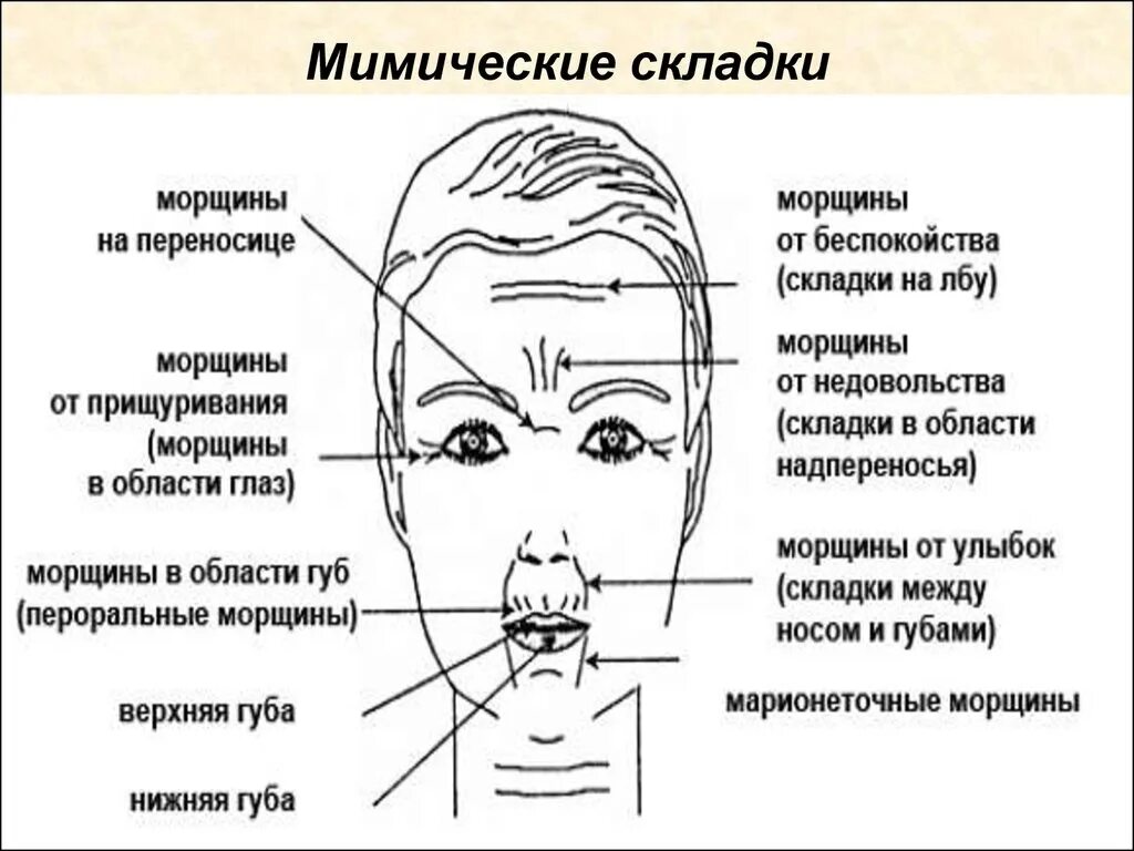 Физиогномика лица складки на лице. Физиогномика морщины. Физиогномика морщины на лбу. Складки физиогномика.