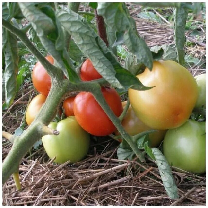 Томат ямал отзывы фото урожайность. Семена томат Ямал. Помидоры Ямал 200. Помидоры Ямал желтые.