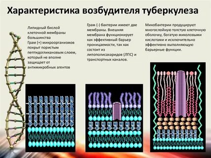 Микобактерия туберкулеза особенности