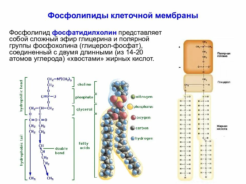 Строение и функции мембран липидов. Фосфолипиды клеточной мембраны. строение фосфолипидов в мембране. строение мембранного фосфолипида. строение фосфолипидов клеточных мембран.