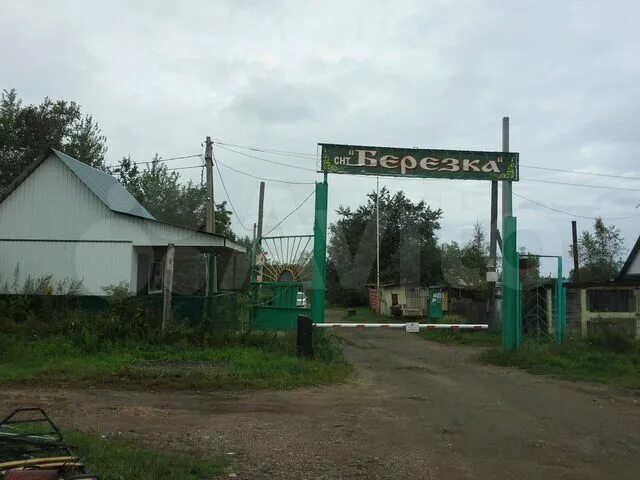 Ост березка