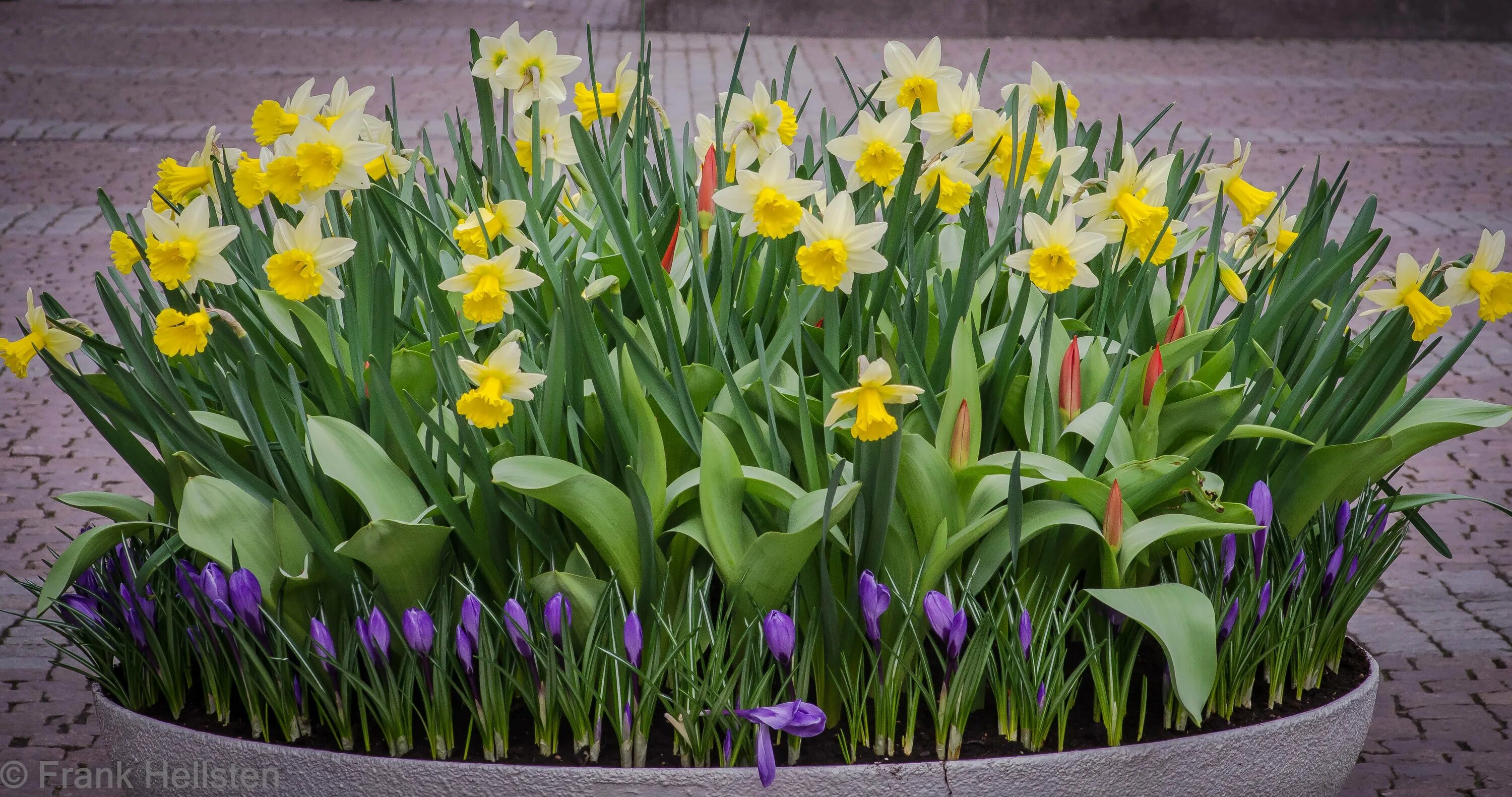 тюльпаны в саду. тюльпаны с ирисами и нарциссами. тюльпаны нарциссы крокусы клумбы. ирисы в рабатке. крокусы и рябчики.