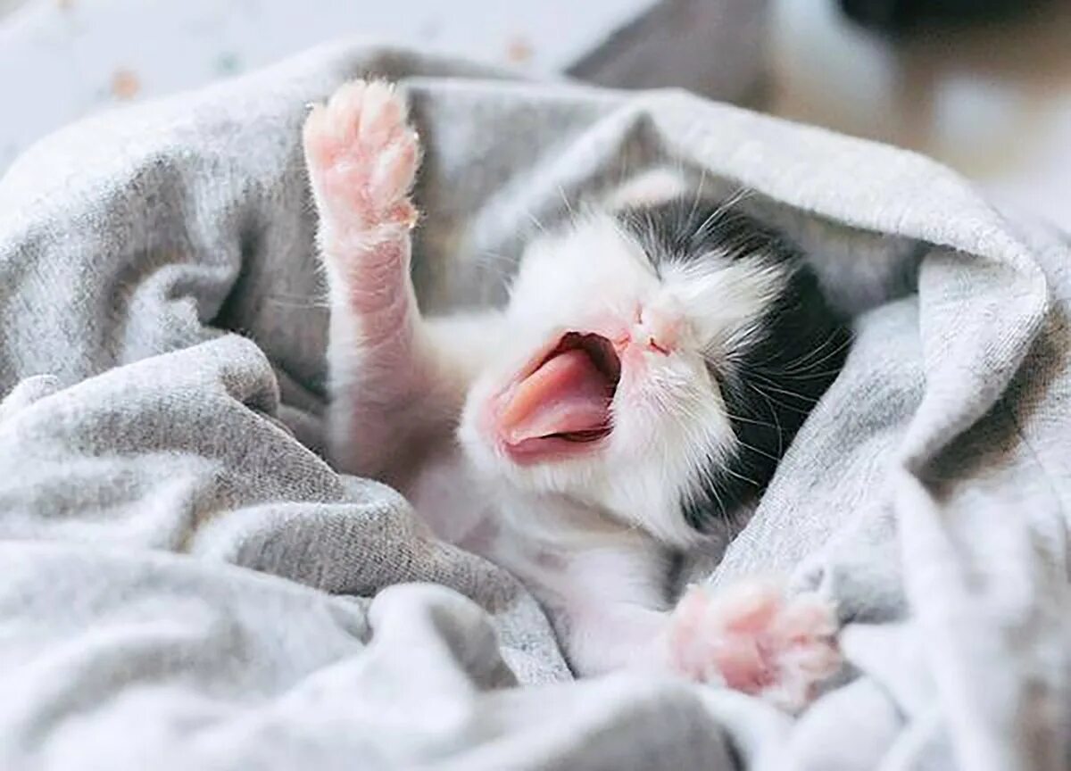 Котенок проснулся. Спящие животные смешные. Котик. Доброе утро котенок. Кошка проснулась.