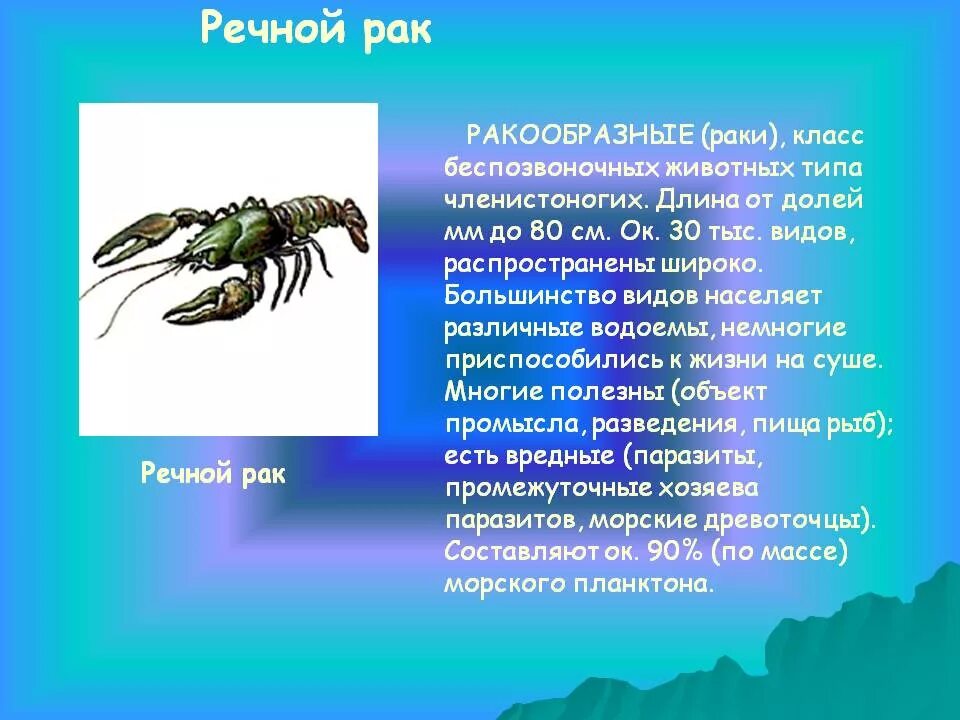 Сообщение о ракообразных. Ракообразные доклад. Характеристика ракообразных. Сообшениео ракообразных. Рак относится к классу