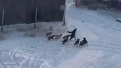 Собаки напали на мужика