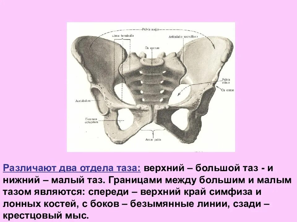 Пограничная линия таза (linea terminalis) образована:. Граница большого и малого таза анатомия. Отделы малого таза топографическая анатомия. Этажи таза топографическая анатомия. Стенки малого таза топографическая анатомия.