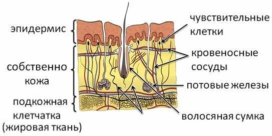 Структуры кожи млекопитающих. Кожный покров млекопитающих рисунок. кожный покров класс млекопитающих. кожный покров млекопитающих 7 класс. схема строения кожи млекопитающих.