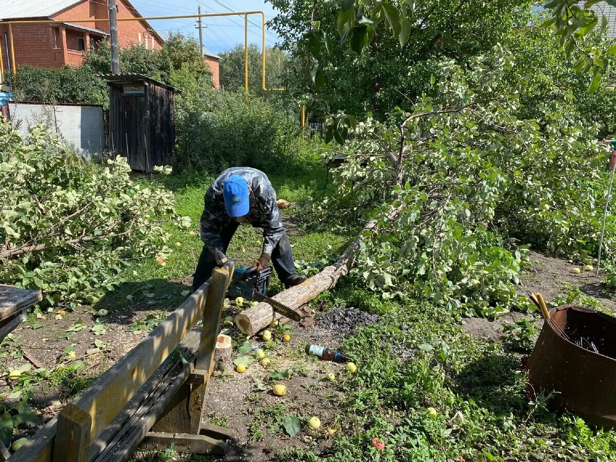 Спиленные яблони. Срубленная яблоня. Срубить яблоню. Опиленная яблоня. Спилить яблони